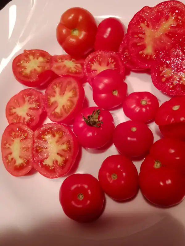 Tomaten: Marglobe