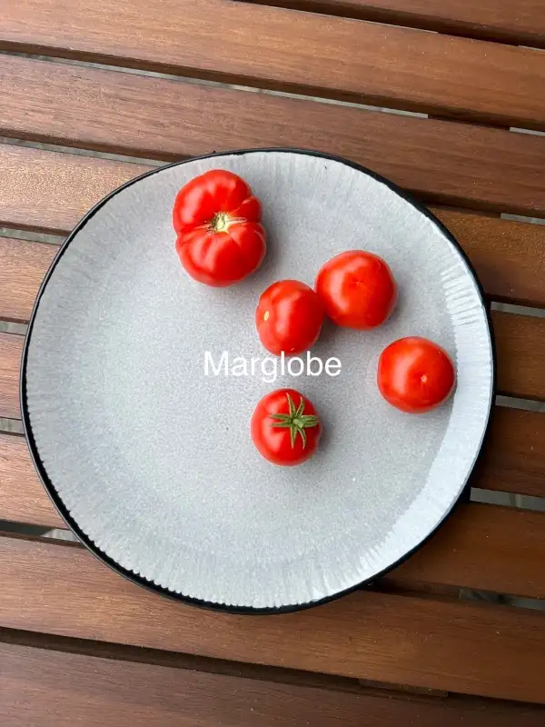 Tomaten: Marglobe