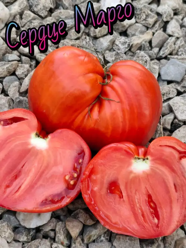 Tomaten: Margot’s Heart