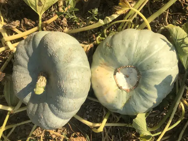 Kürbisse: Marguerite d