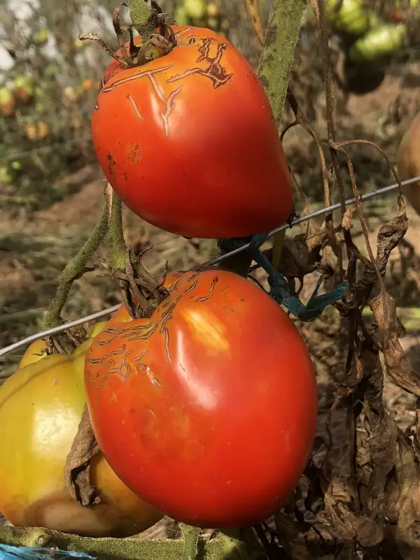 Tomaten: Maria Amazilitei