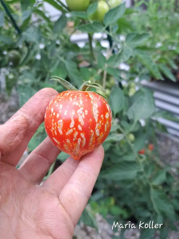 Tomaten: Maria Koller 2025