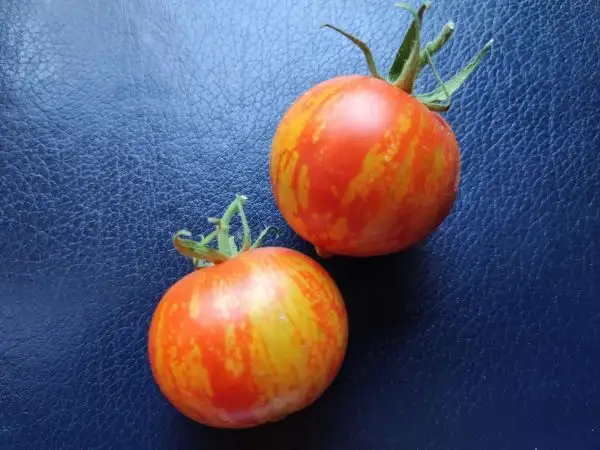 Tomaten: Maria Koller