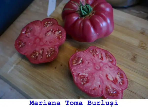 Tomaten: Mariana Toma Burlusi