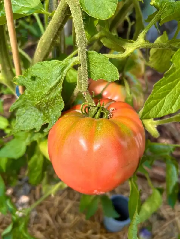 Tomaten: MariAnanas