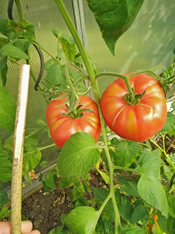 Tomaten: Marianas Frieden (2021)