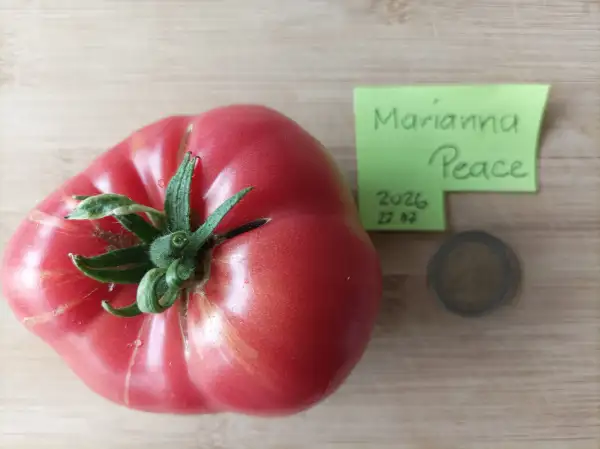 Tomaten: Marianna Peace
