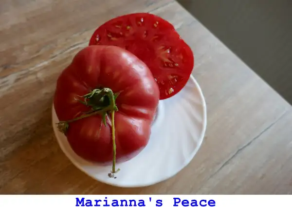 Tomaten: Marianna’s Peace