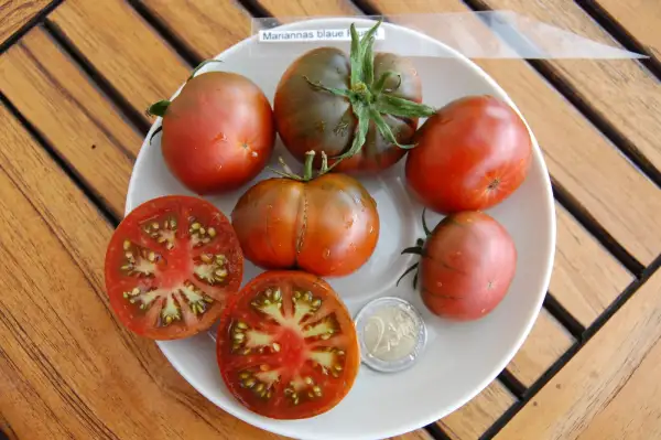 Tomaten: Mariannas blaue Frucht