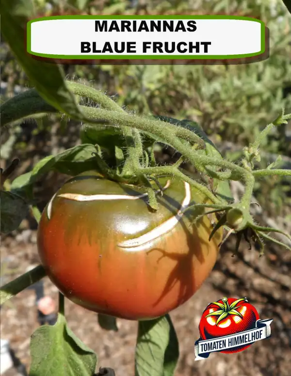 Tomaten: Mariannas blaue Frucht