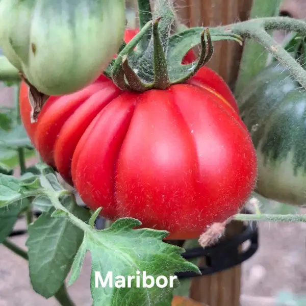 Tomaten: Maribor