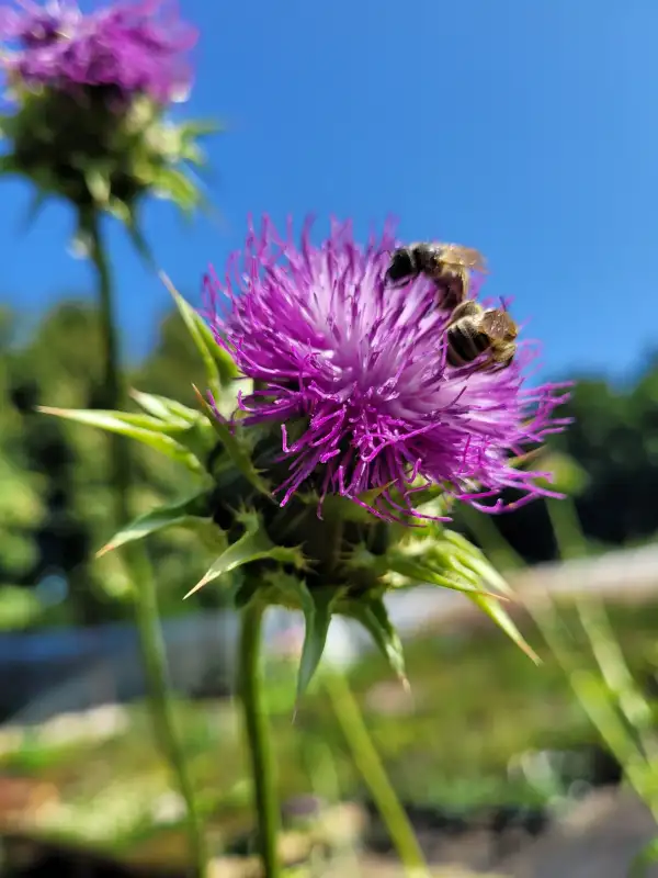 Kräuter: Mariendistel