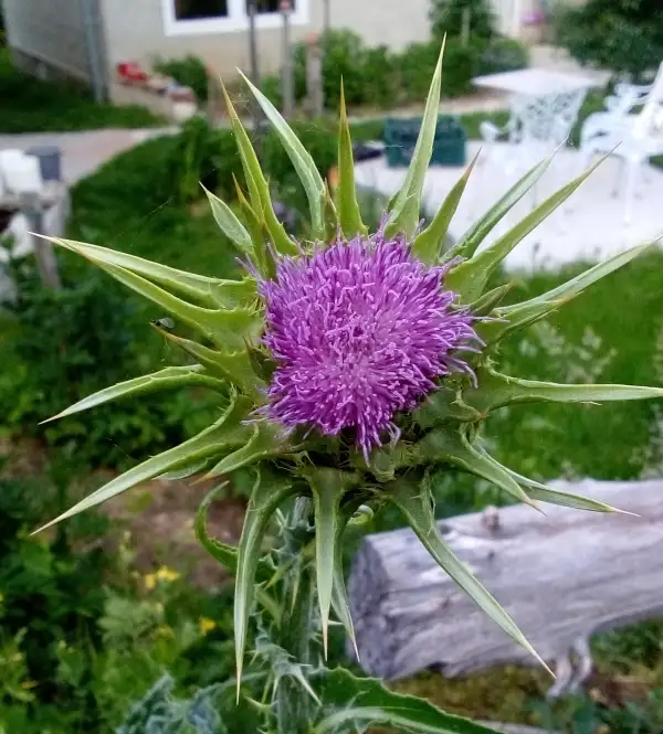 Blumen: Marienkreuzdiestel - Wunderschöne Distel mit hohem Zierwert, ca 1m hoch