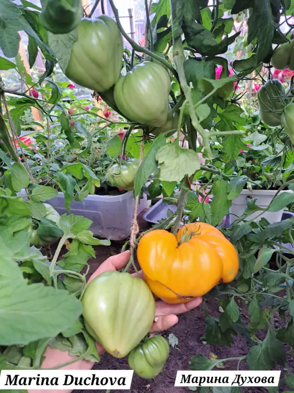 Tomaten: Marina Duchova