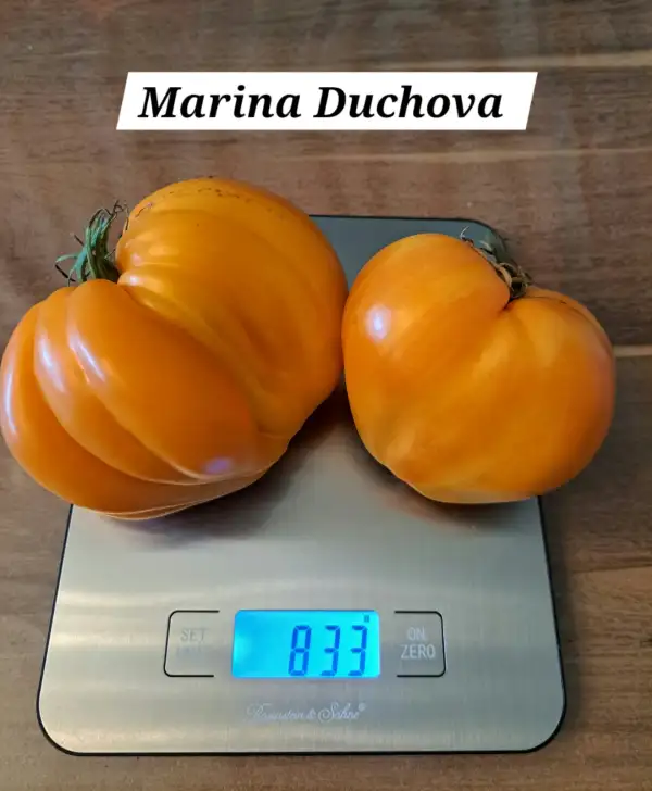 Tomaten: Marina Duchova