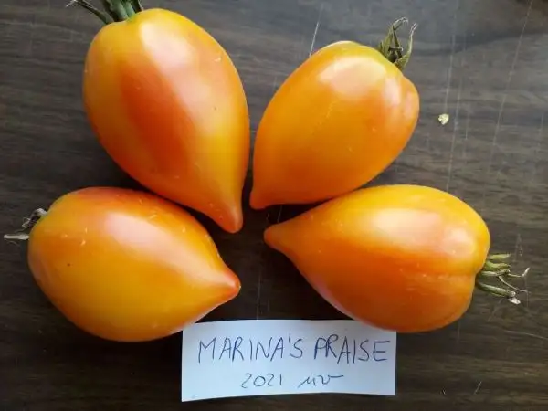 Tomaten: Marina