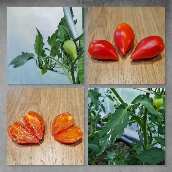 Tomaten: Marina