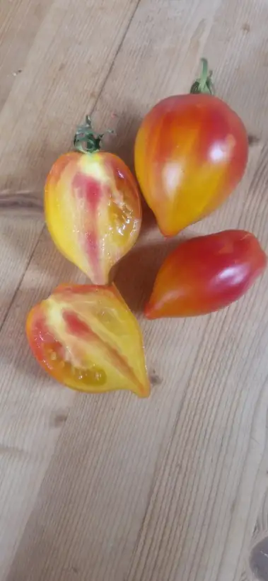 Tomaten: Marina