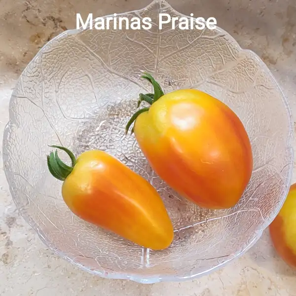 Tomaten: Marina