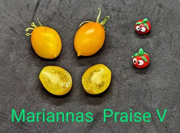 Tomaten: Marinas Praise