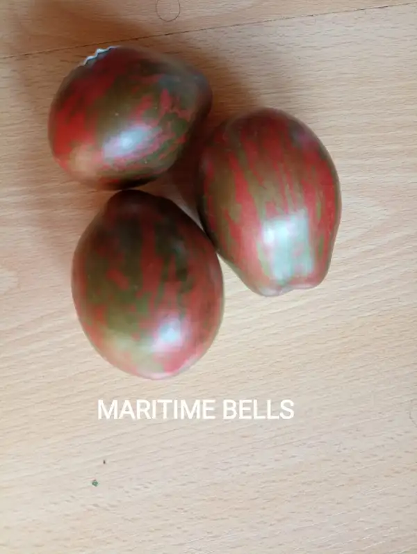 Tomaten: MARITIME BELLS