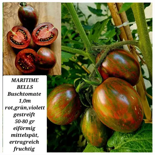 Tomaten: MARITIME BELLS