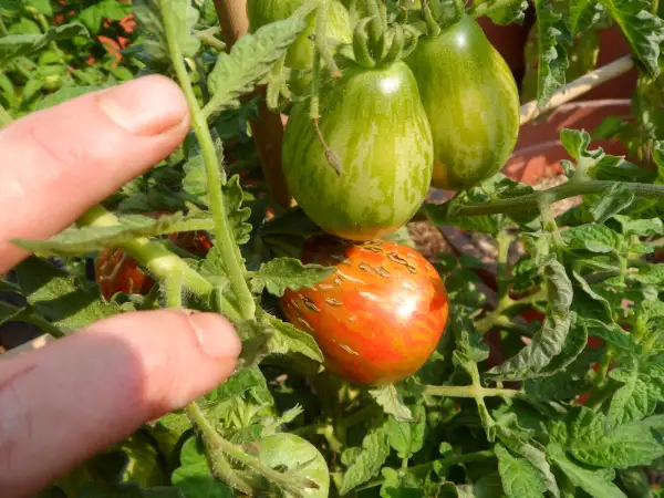Tomaten: MARITIME BELLS ( Kat# 2125 )