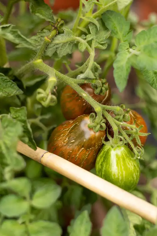 Tomaten: MARITIME BELLS ( Kat# 2125 )