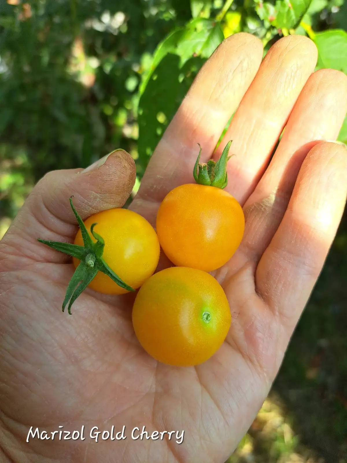 Tomaten: Marizol Gold Cherry 2025