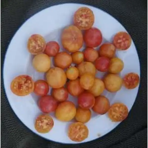 Tomaten: Marizol Gold Cherry