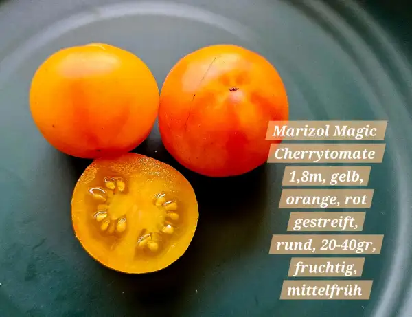 Tomaten: Marizol Magic