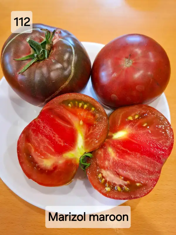 Tomaten: Marizol Maroon