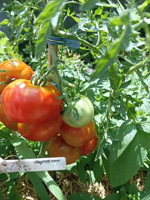 Tomaten: Markovniy- марковный