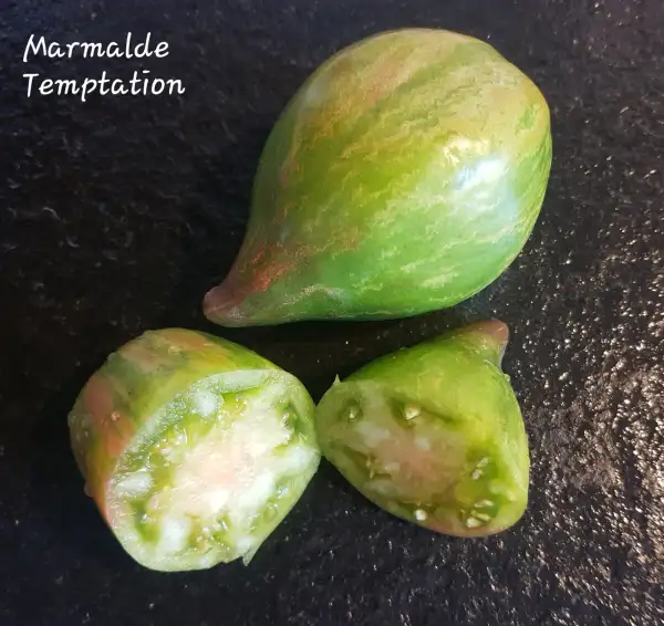 Tomaten: Marmalade Temptation F1