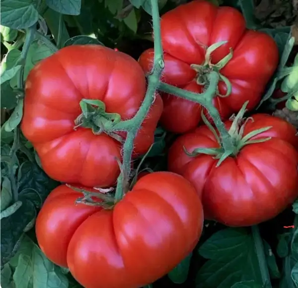 Tomaten: Marmande