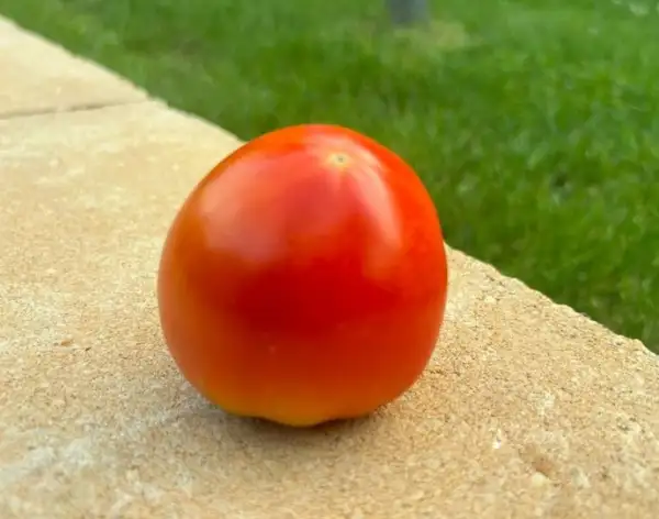 Tomaten: Marmande