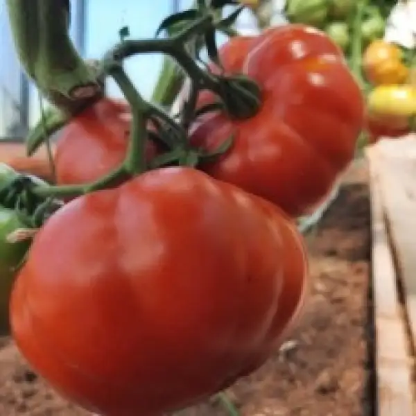 Tomaten: Marmande