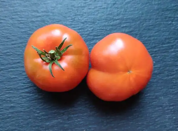 Tomaten: Marmande