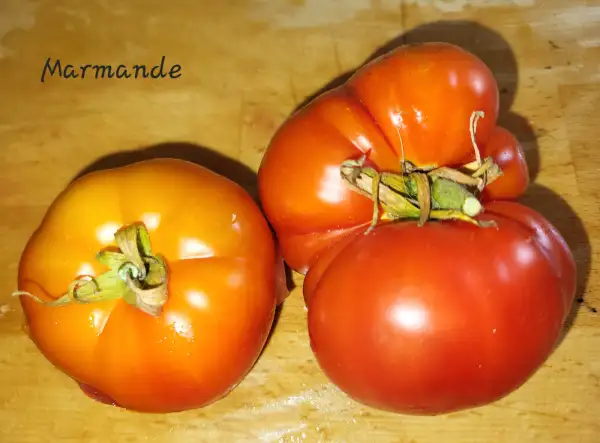 Tomaten: Marmande
