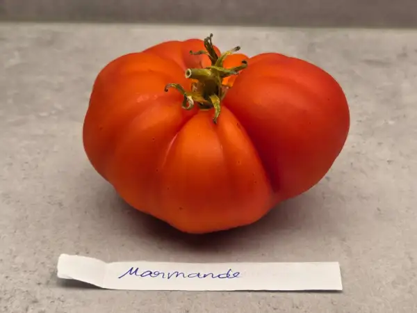 Tomaten: Marmande