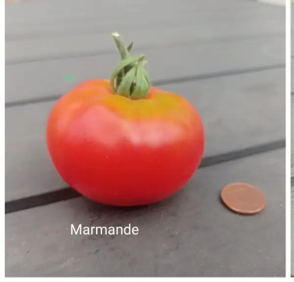 Tomaten: Marmande