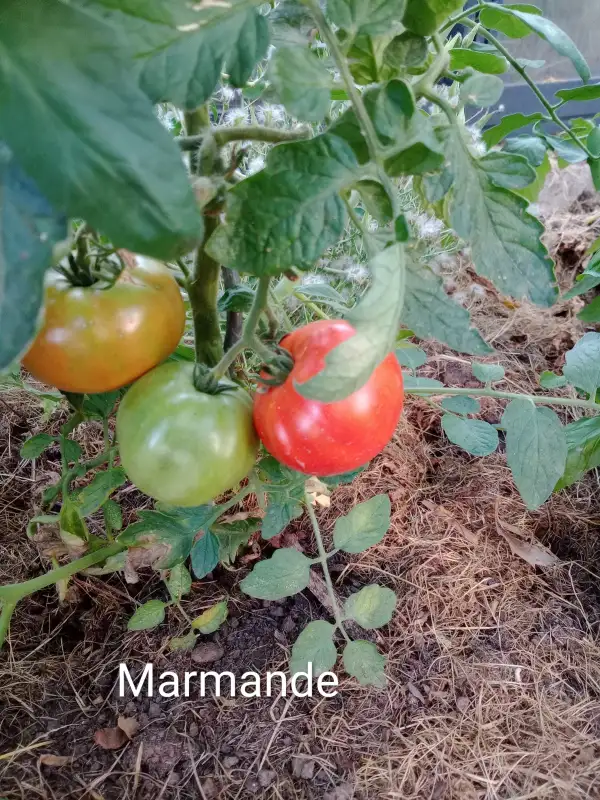 Tomaten: Marmande