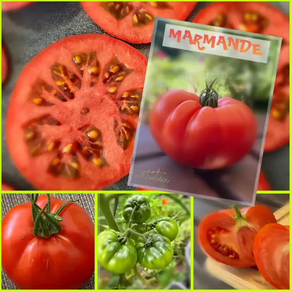 Tomaten: Marmande