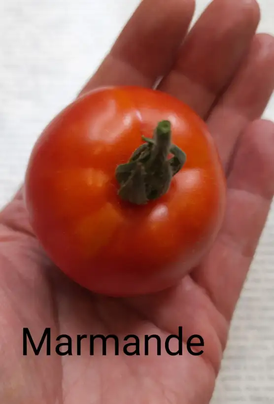 Tomaten: Marmande