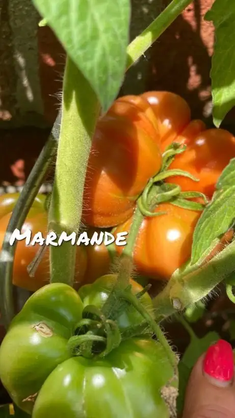 Tomaten: Marmande