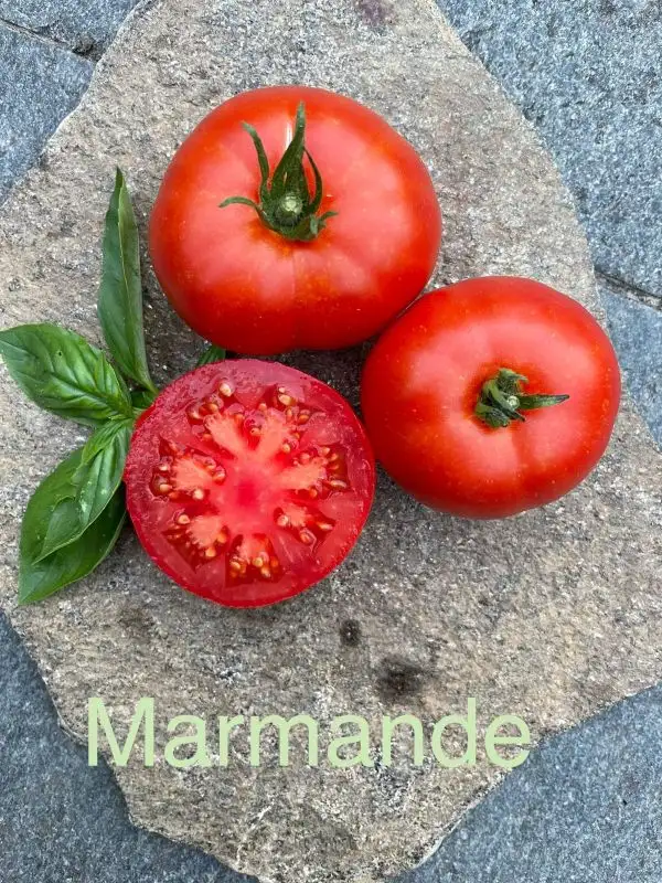 Tomaten: Marmande