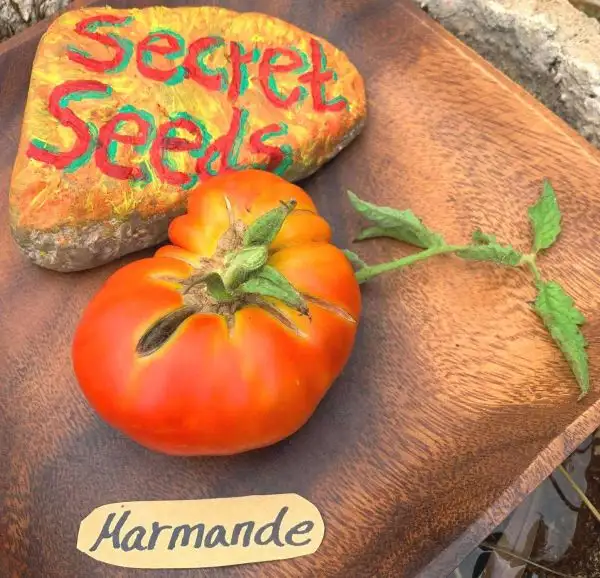 Tomaten: Marmande