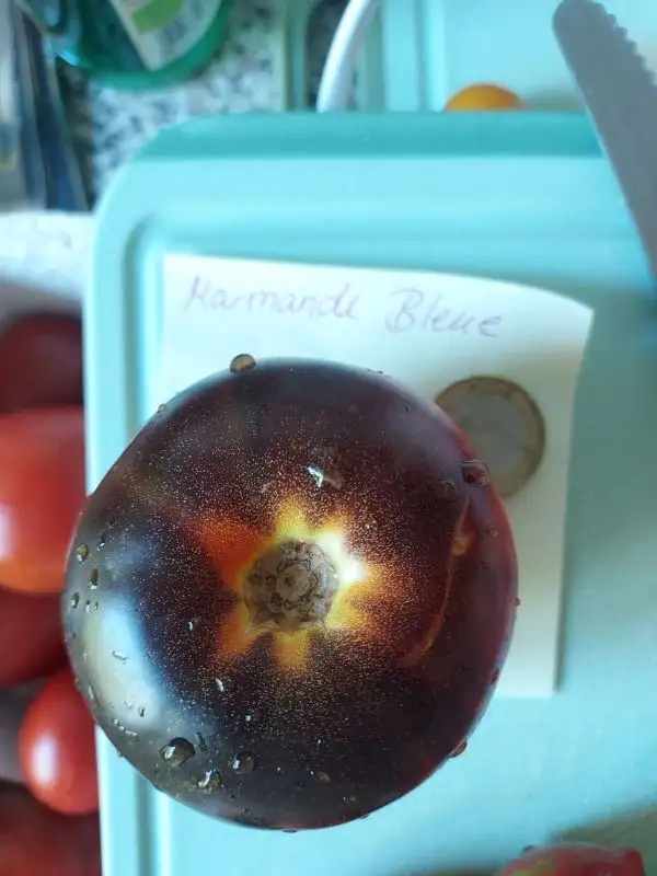 Tomaten: Marmande Bleue