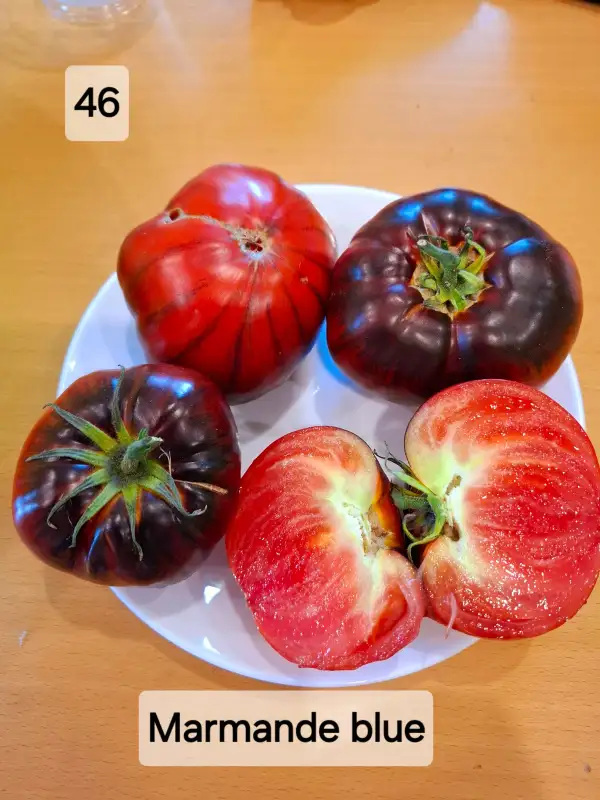 Tomaten: Marmande blue