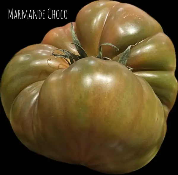 Tomaten: Marmande Choco